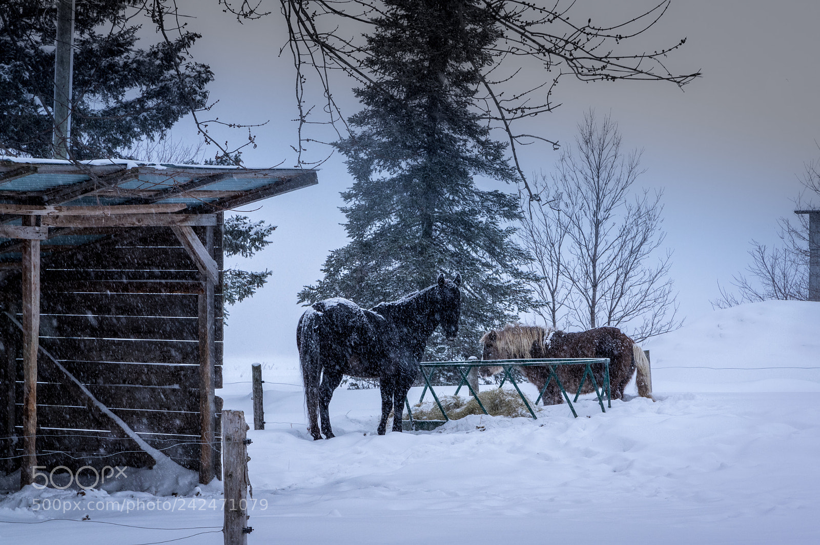 Pentax K-3 II sample photo. Noireau et hortence sous photography