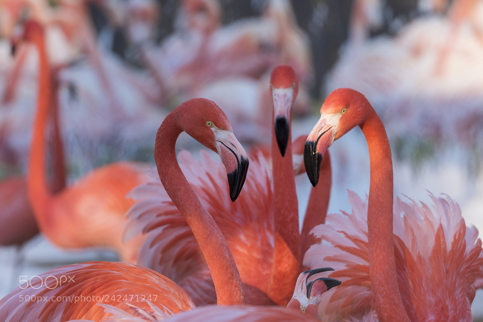 Nikon D810 sample photo. Caribbean flamingo (phoenicopterus ruber) photography