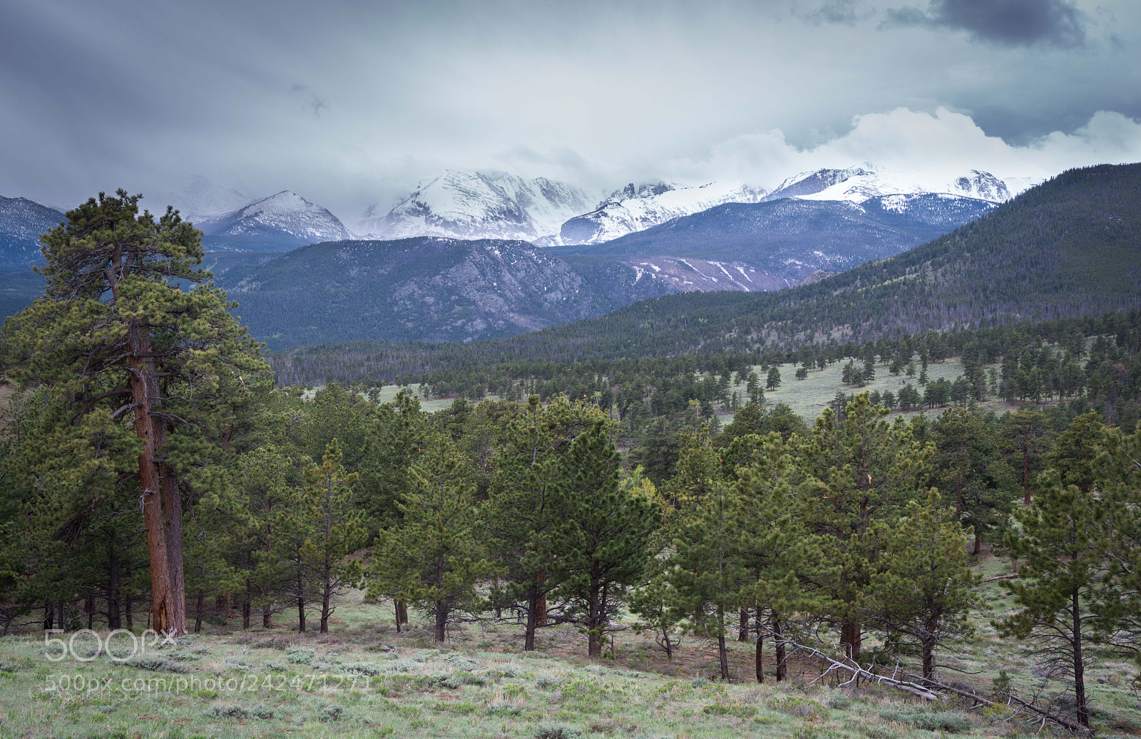 Nikon D800 sample photo. Beaver meadows photography