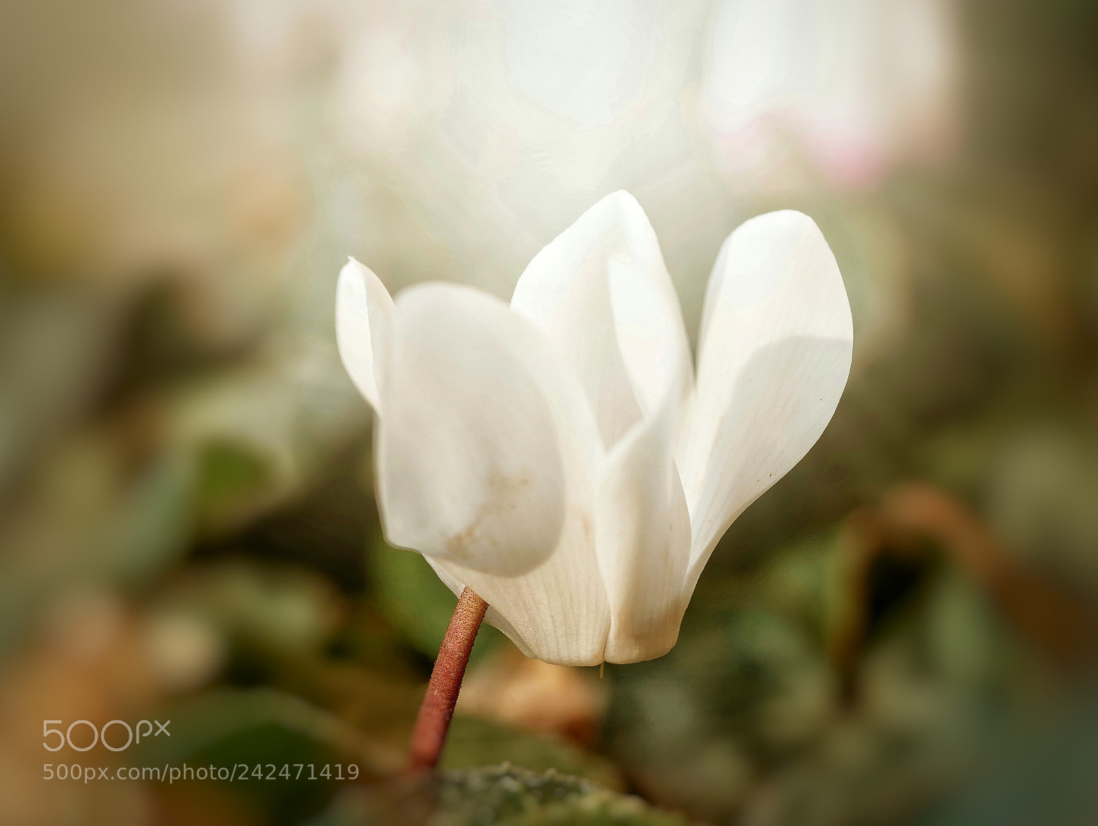 Panasonic Lumix DMC-GX85 (Lumix DMC-GX80 / Lumix DMC-GX7 Mark II) sample photo. W... photography