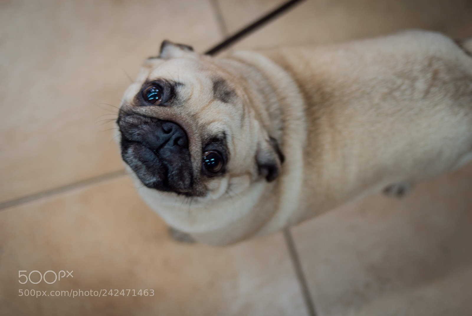 Nikon D200 sample photo. Joya on the pug-party photography