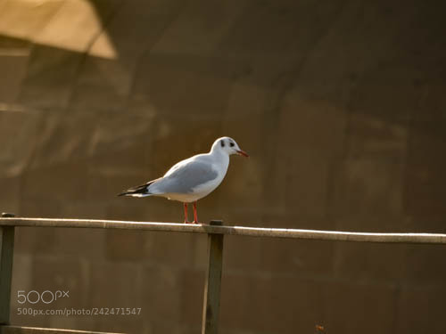 Olympus OM-D E-M10 II sample photo. Mouette photography