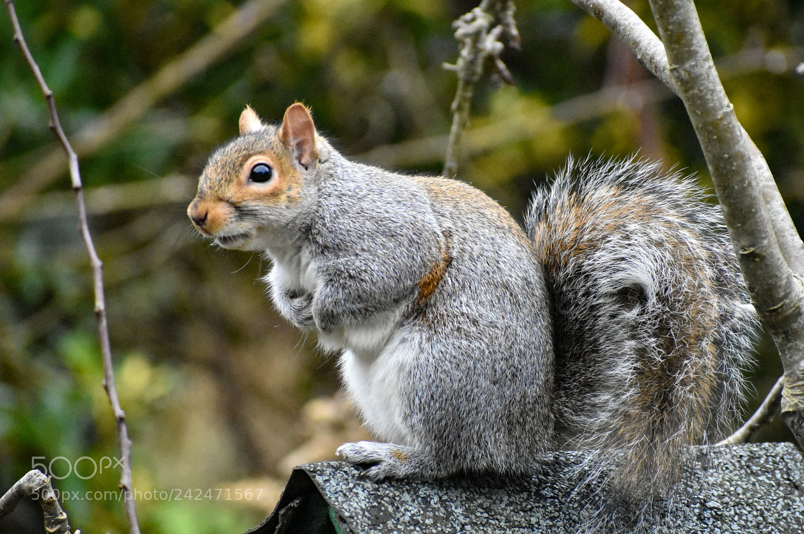 Nikon D3400 sample photo. Mr grey photography