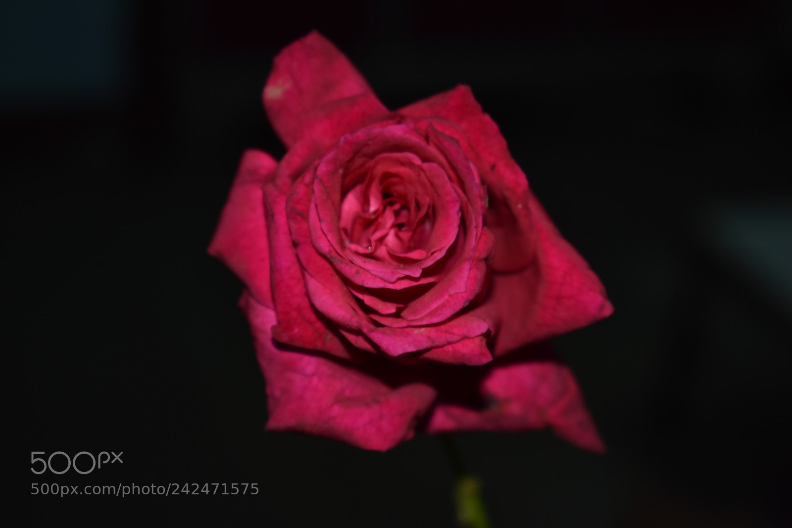 Nikon D3400 sample photo. Red rose photography