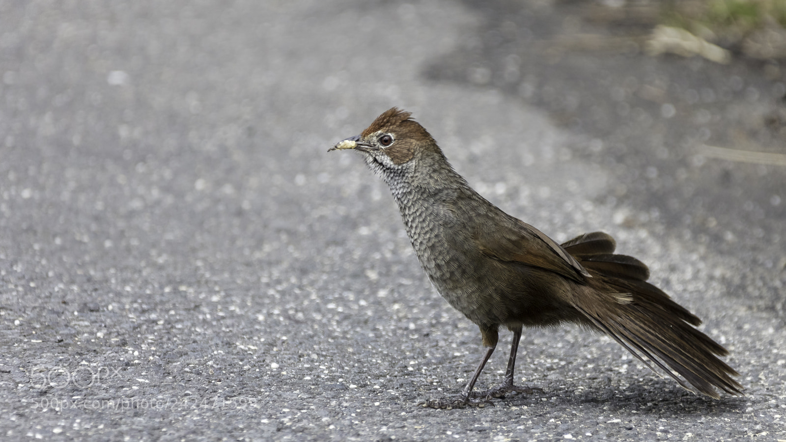 Canon EOS 5DS sample photo. Rufous bristlebird photography