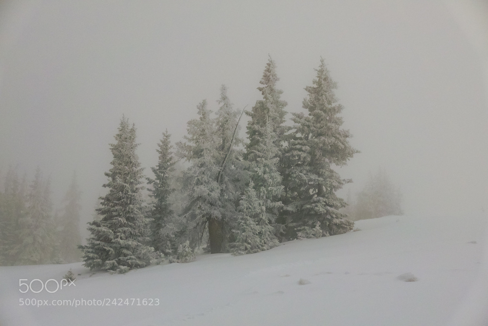 Panasonic Lumix DMC-LX100 sample photo. Pines in the snow photography