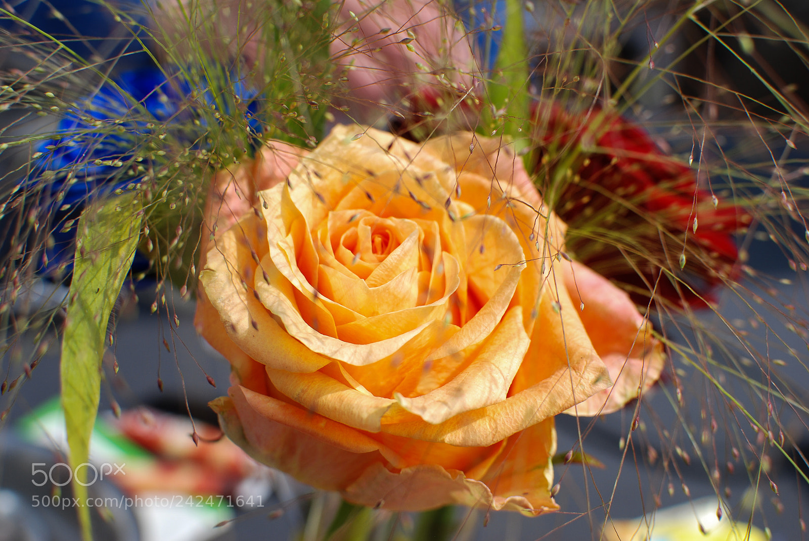 Nikon D80 sample photo. Gelbe rose photography