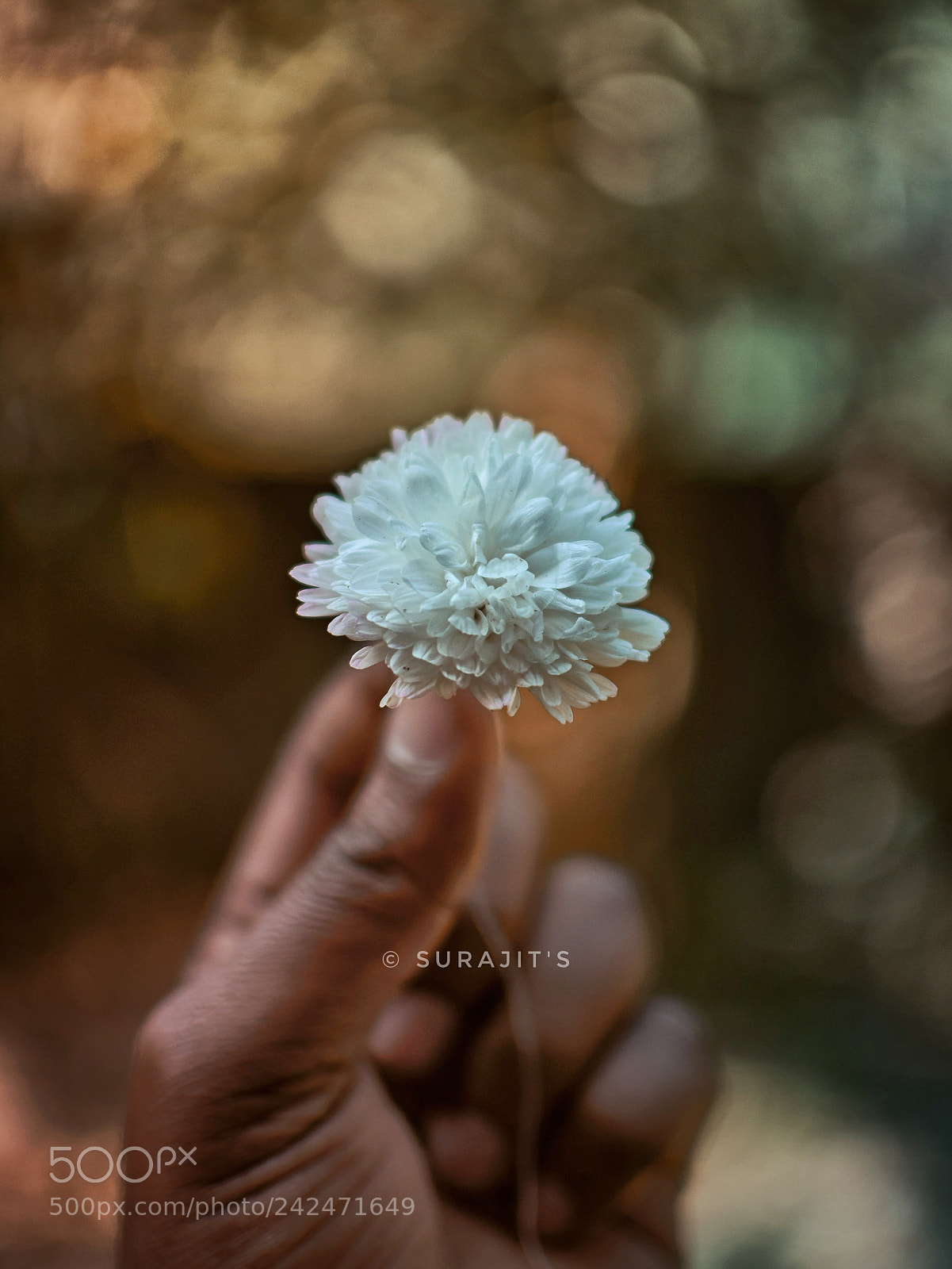 Nikon D5100 sample photo. A little gift of photography