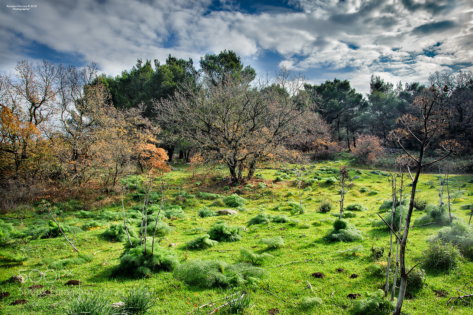 Nikon D700 sample photo. La quercia tra i photography