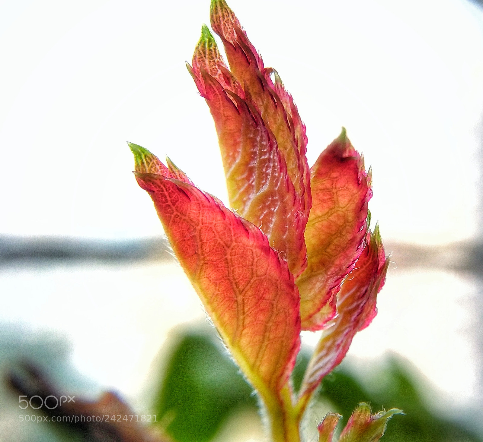OPPO A37fw-International sample photo. Macro pic of a photography