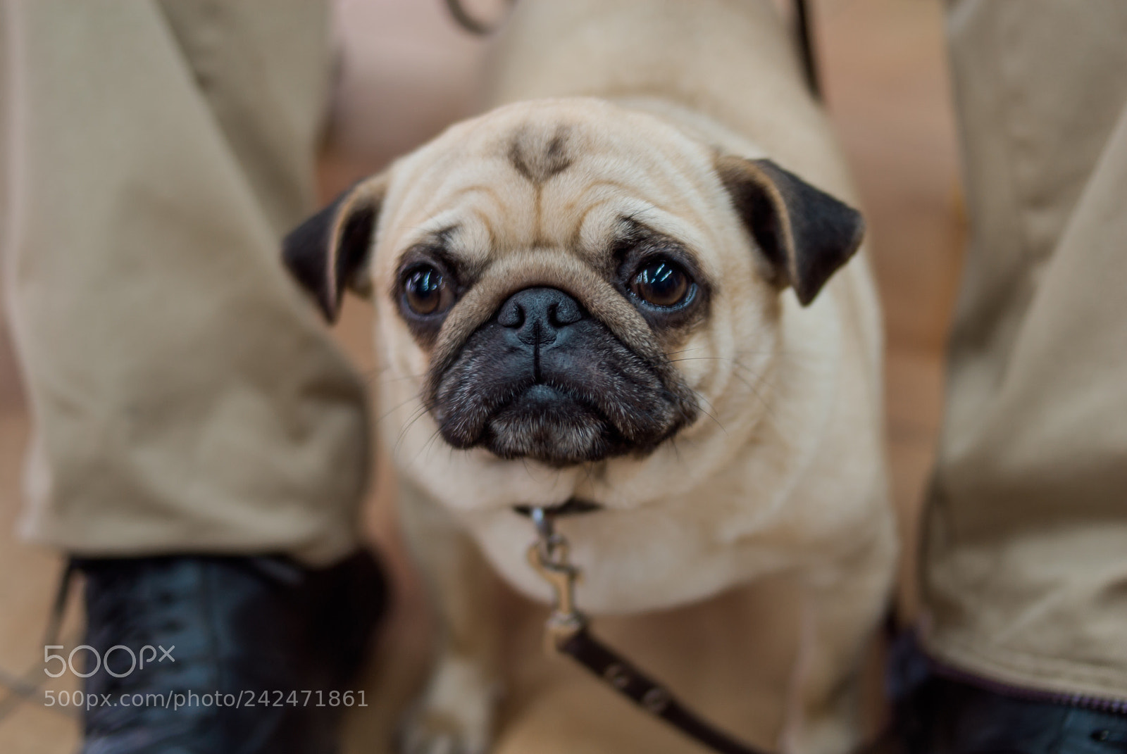 Nikon D200 sample photo. Joya on the pug-party photography