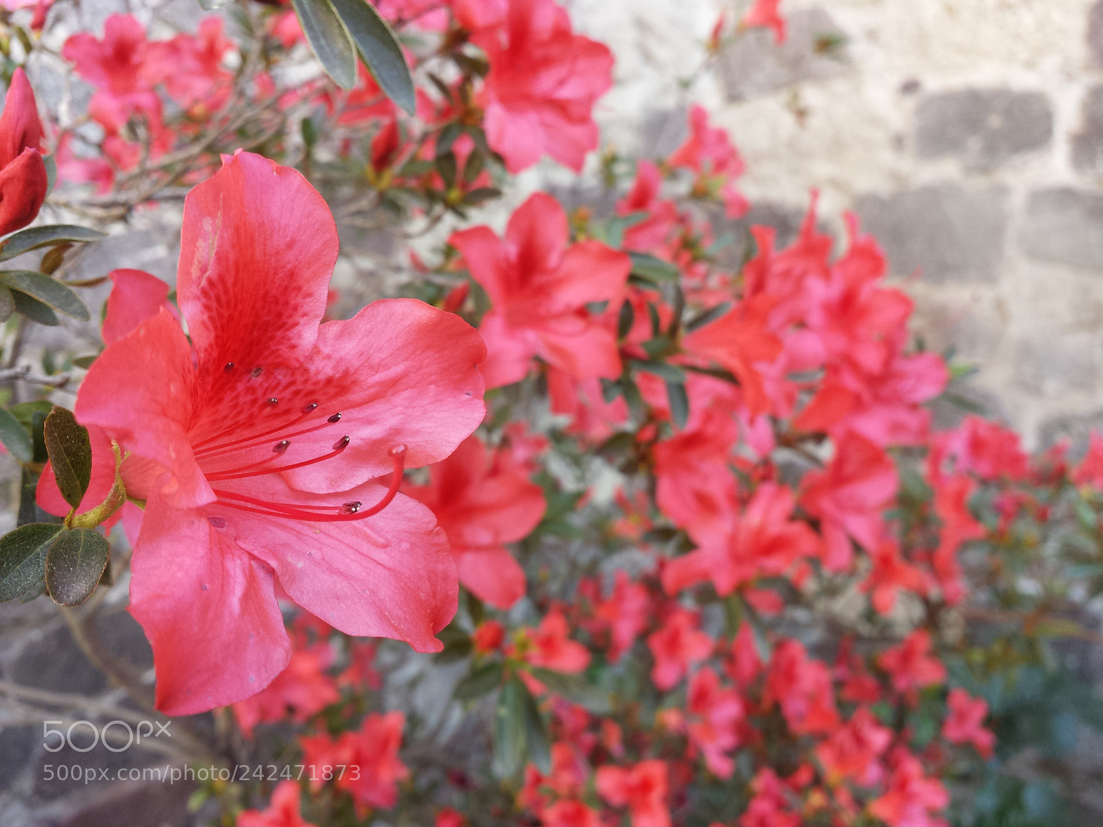 Samsung Galaxy S4 sample photo. Untitled photography