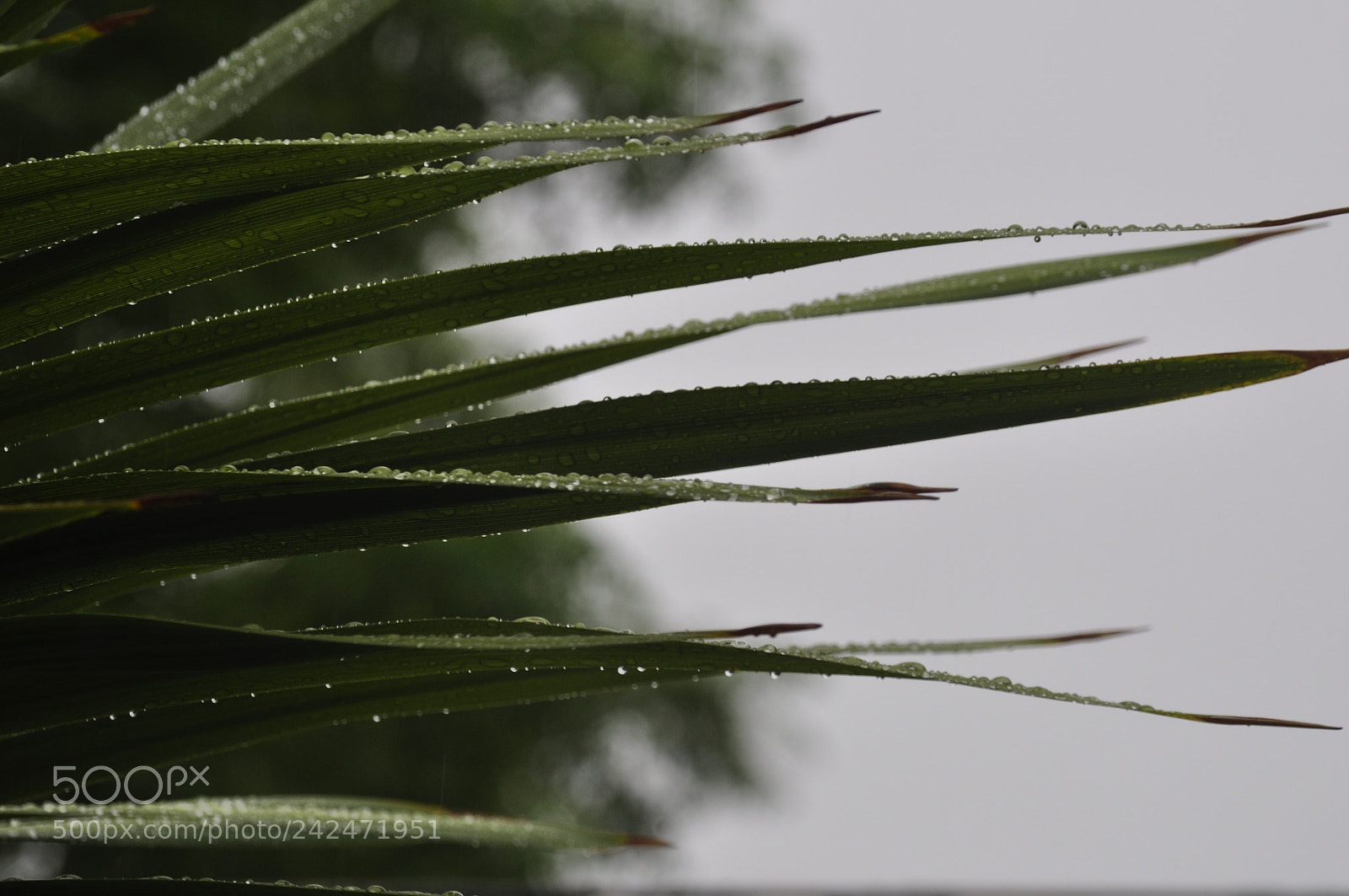 Nikon D5000 sample photo. Dancing in the rain photography