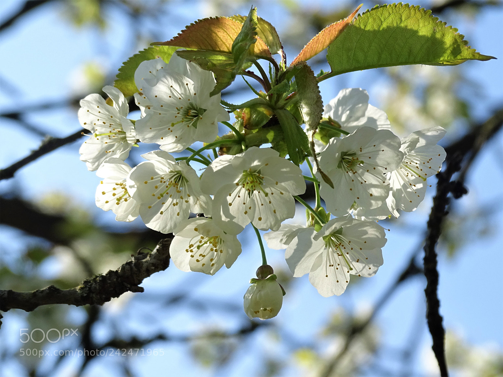 Sony Cyber-shot DSC-HX400V sample photo. Cherry blossom photography