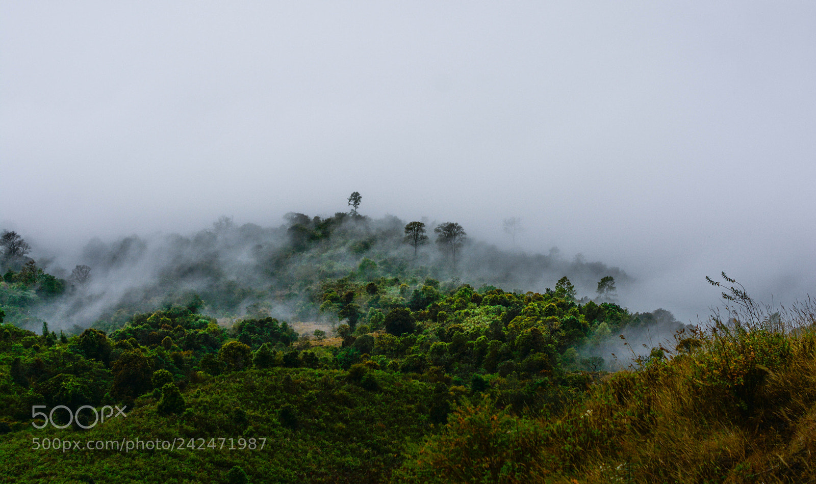 Nikon D7100 sample photo. Wite photography