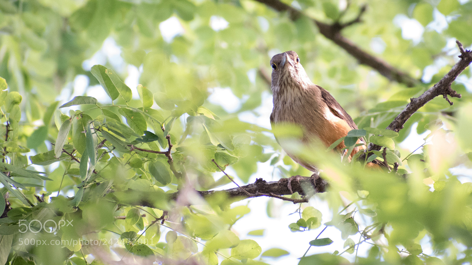 Nikon D5600 sample photo. Curious bird photography