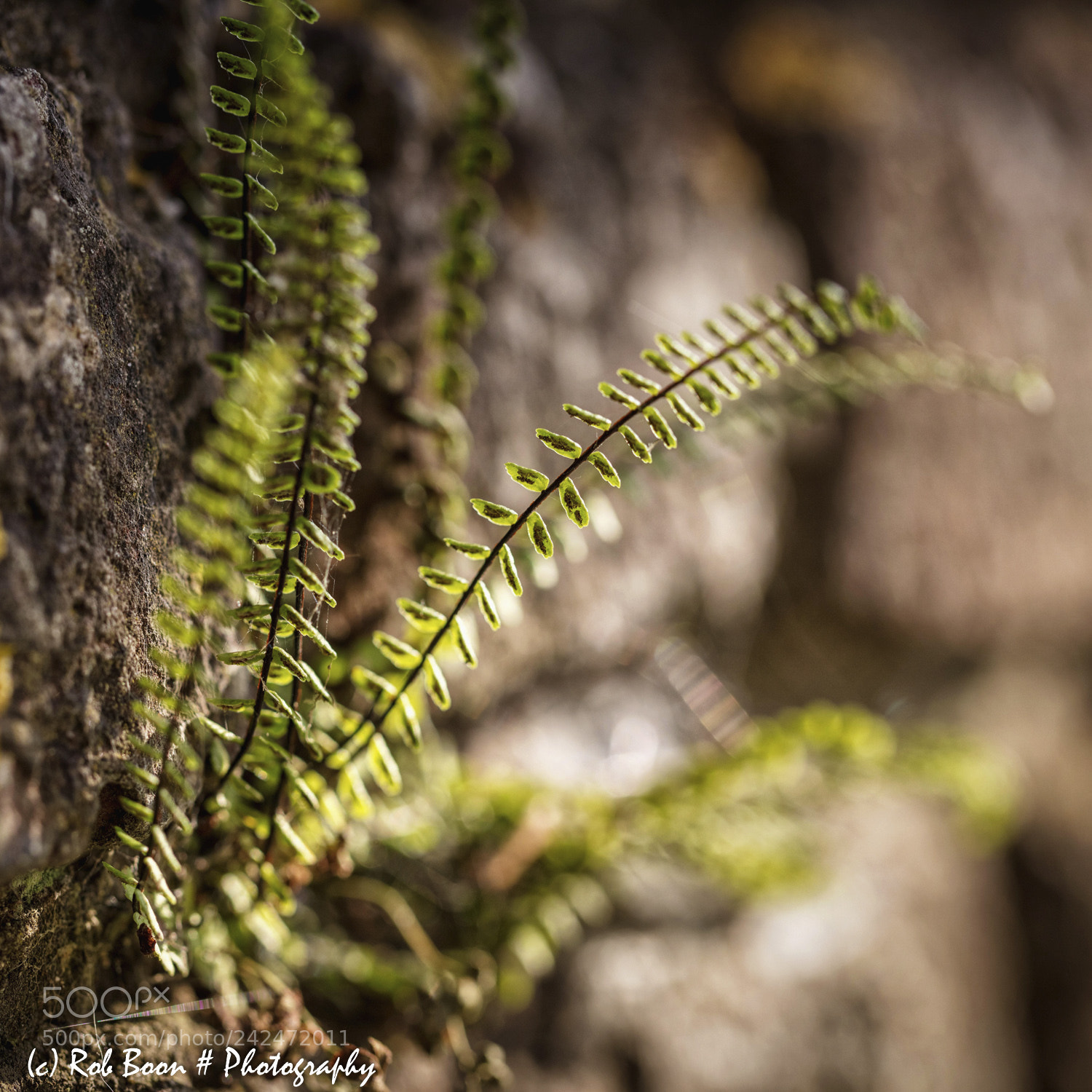 Canon EOS 5DS sample photo. Fern photography
