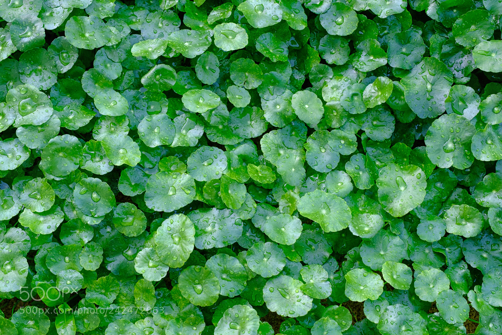Fujifilm X-T2 sample photo. Dew droplets on green photography