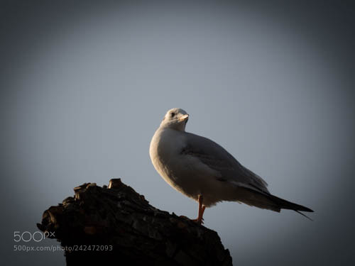 Olympus OM-D E-M10 II sample photo. Mouette photography