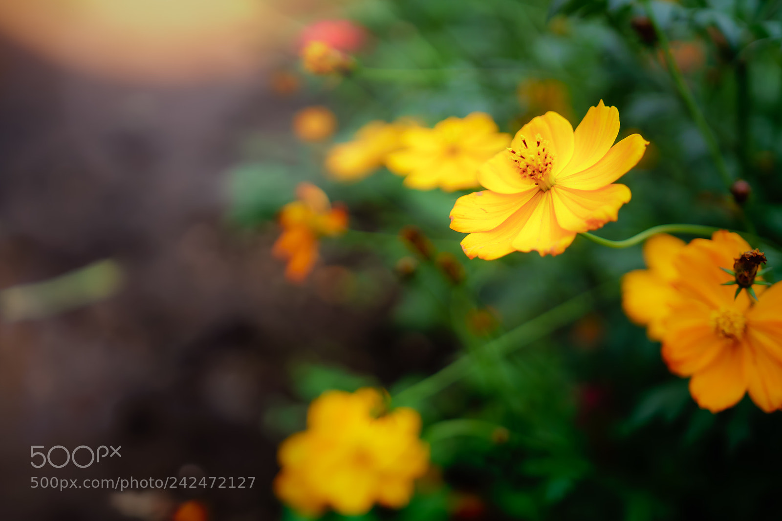 Sony a6500 sample photo. Cosmos flowers photography