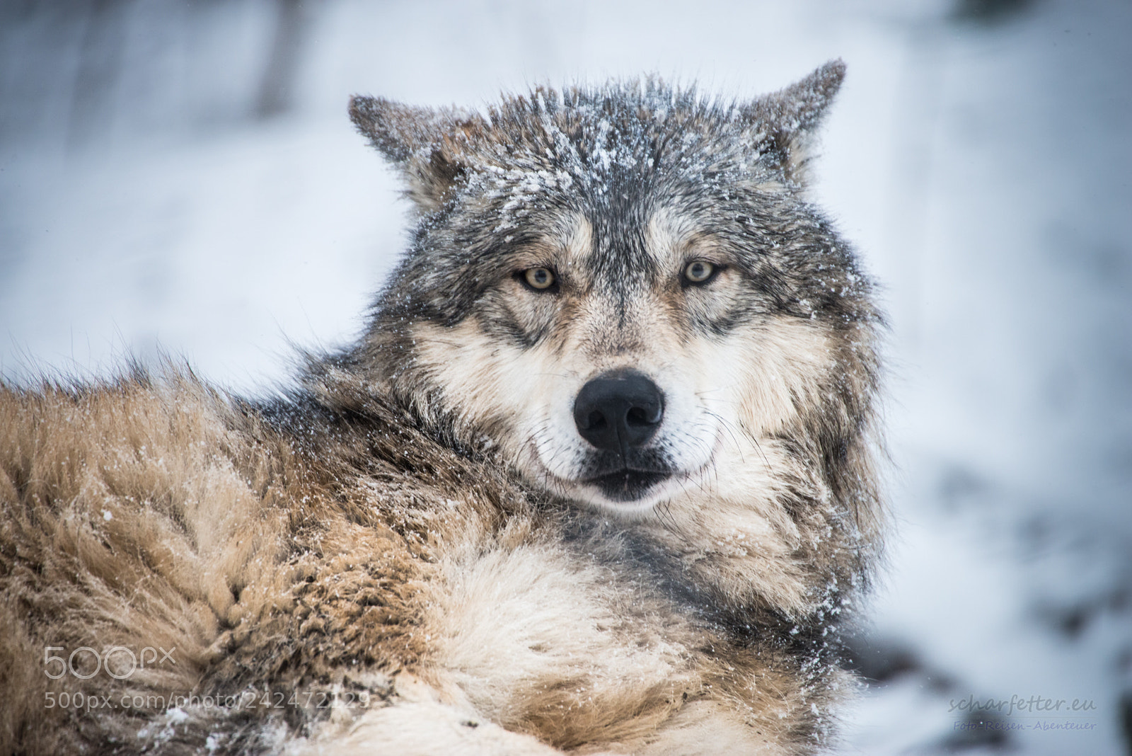 Nikon D800 sample photo. Wolf photography