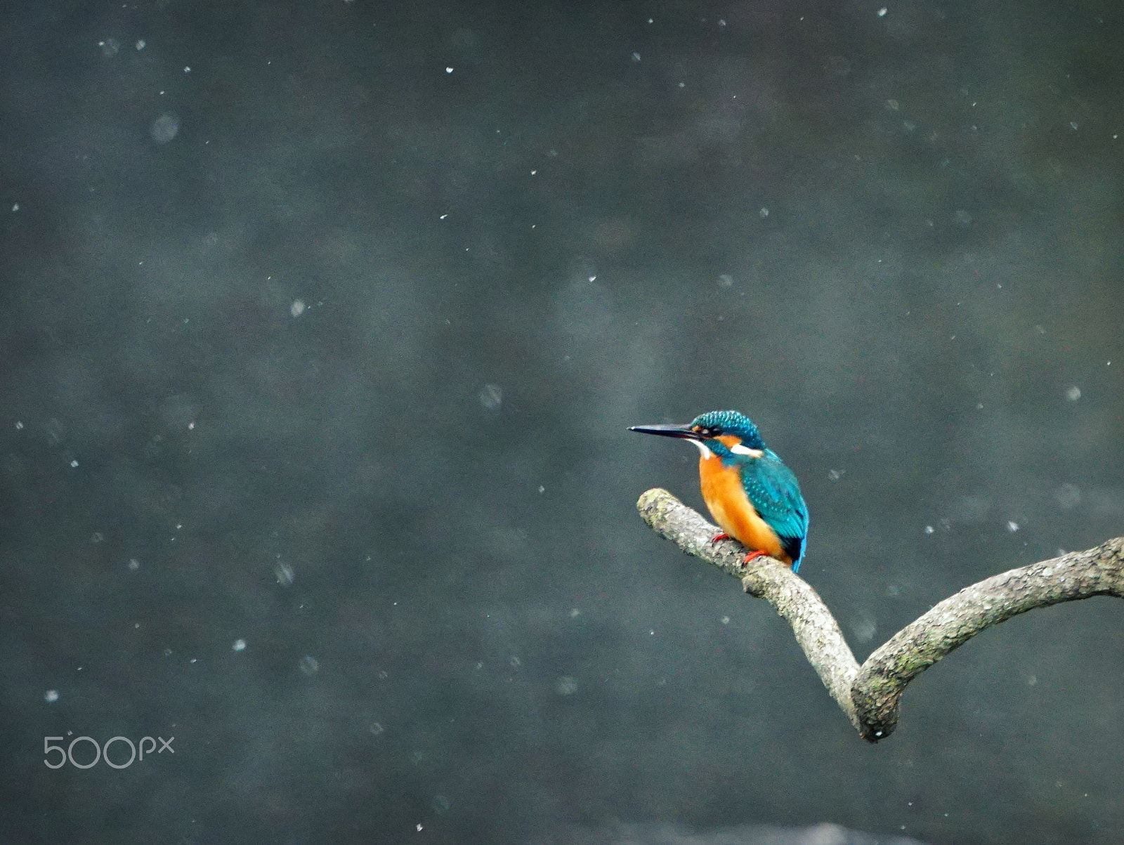 Sony FE 70-300mm F4.5-5.6 G OSS sample photo. Snowy day photography