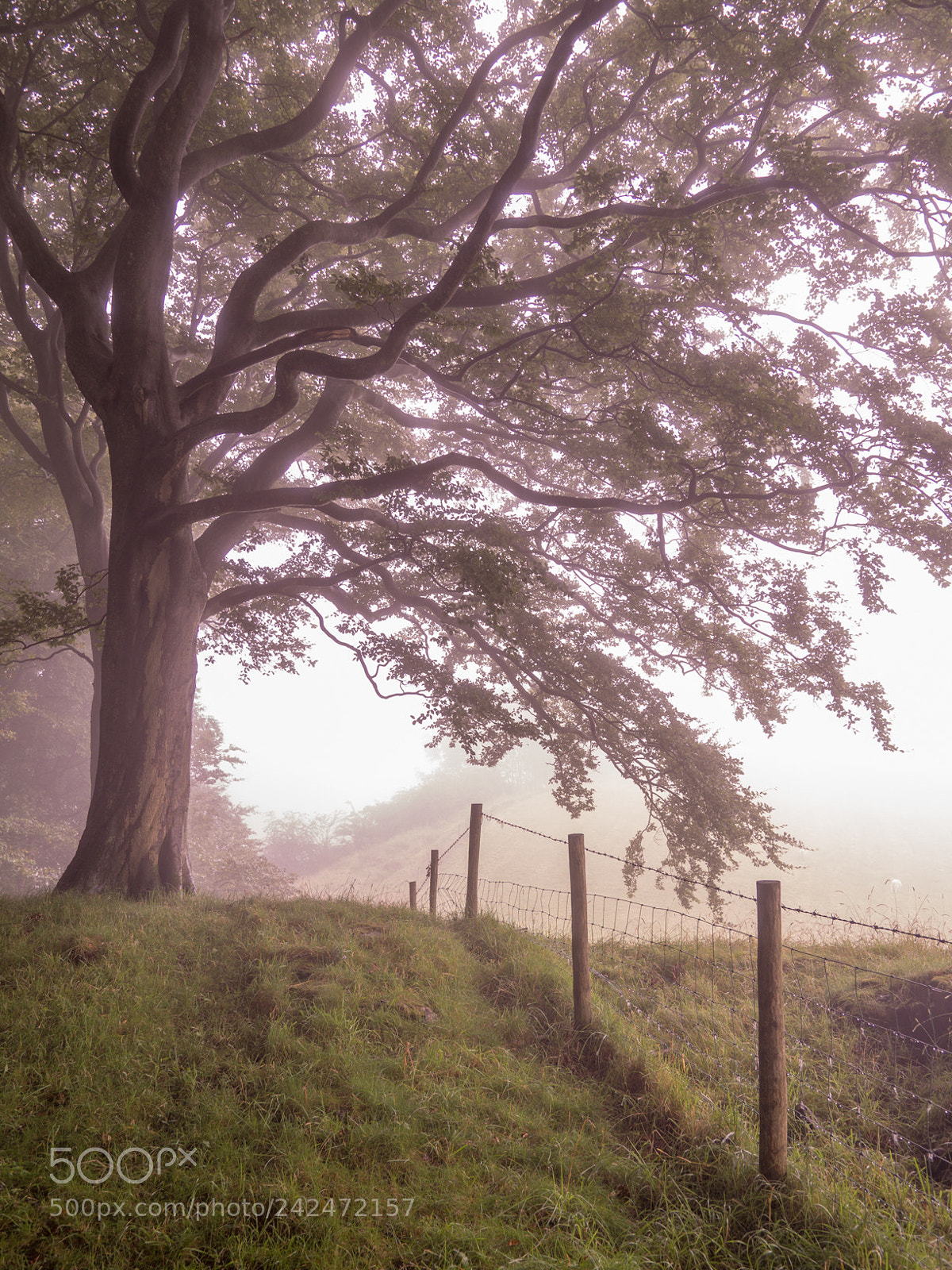 Olympus OM-D E-M10 II sample photo. Yorkshire mist photography