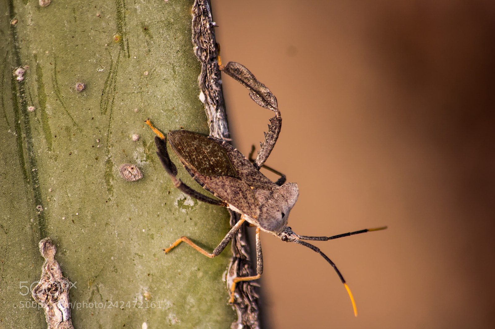 Canon EOS 60D sample photo. Macro photography