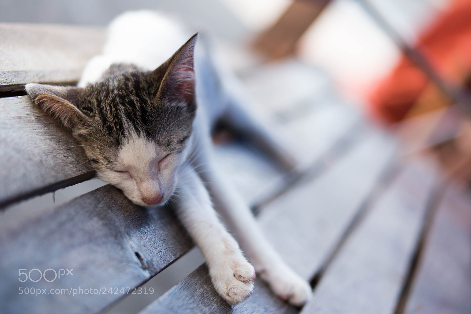 Samsung NX500 sample photo. The cat was there photography