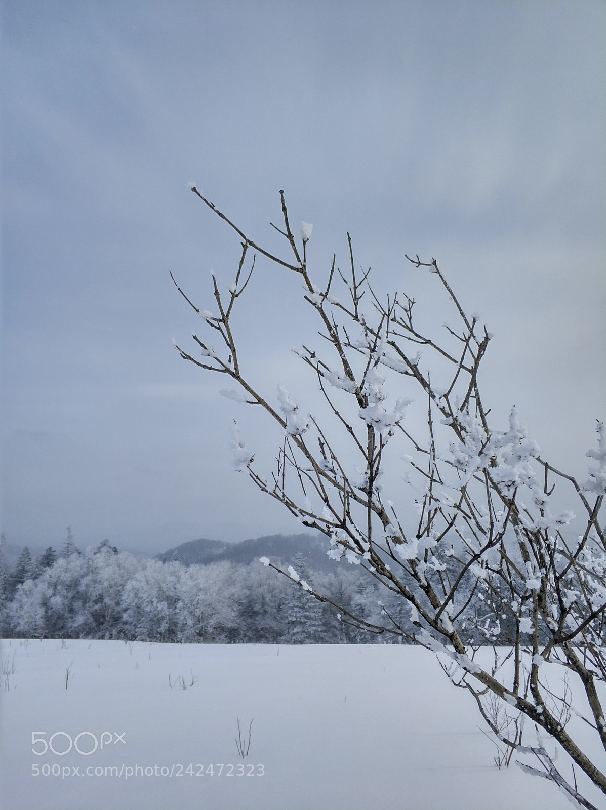 Xiaomi MI6 sample photo. A tree in the photography