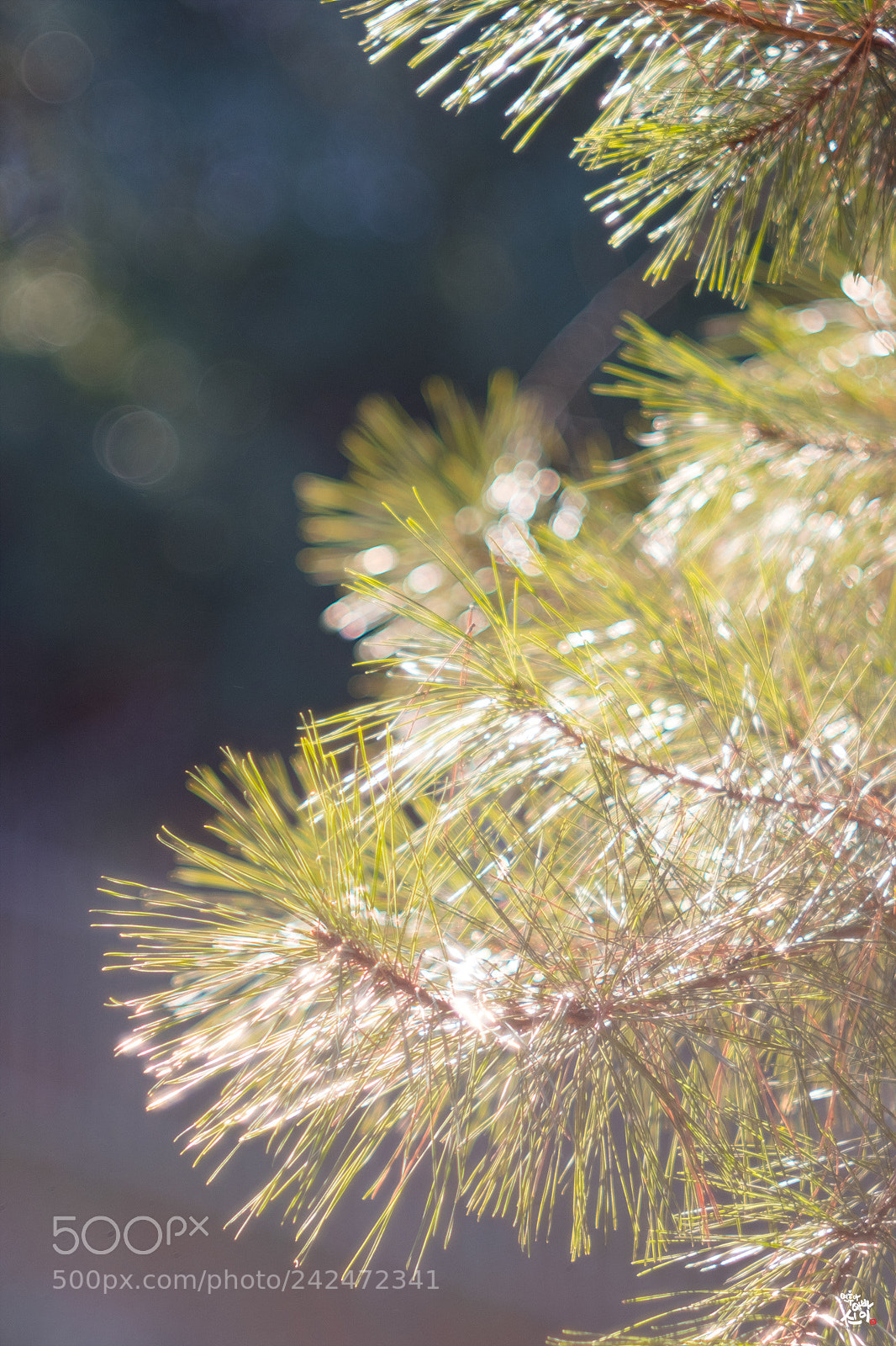 Fujifilm X-T2 sample photo. A pine needle photography