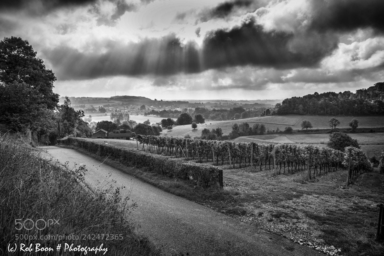 Canon EOS 5DS sample photo. Vineyard @ dodeman photography