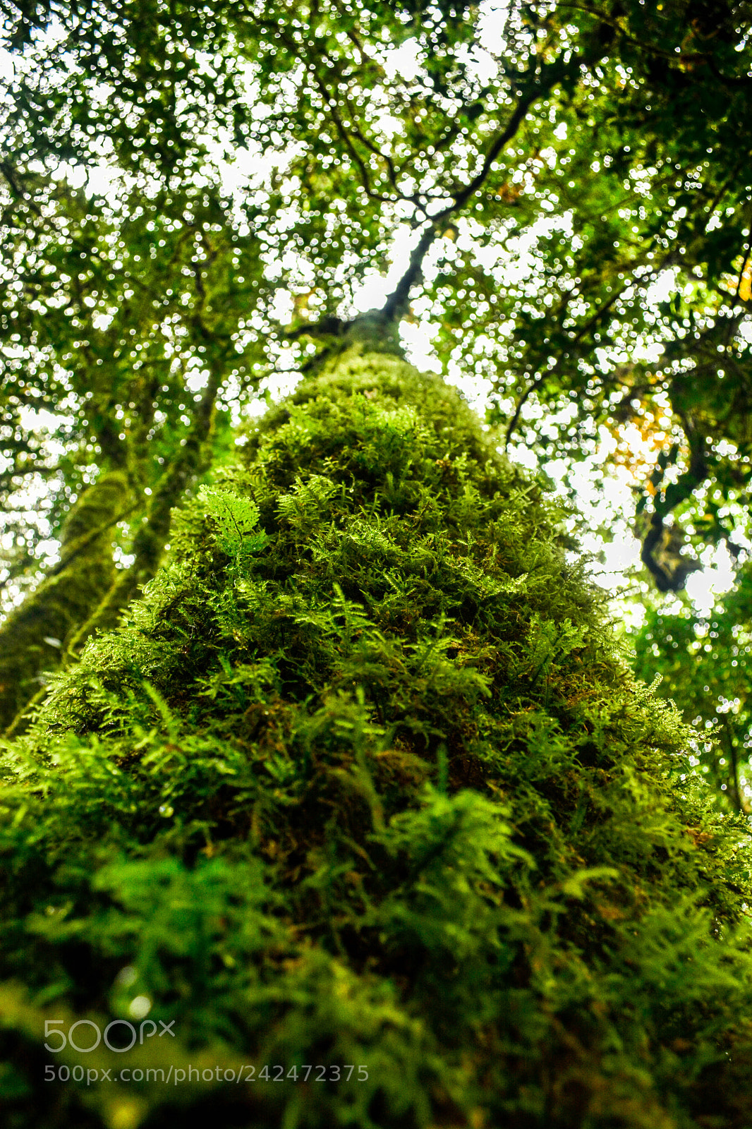 Nikon D7100 sample photo. Green photography