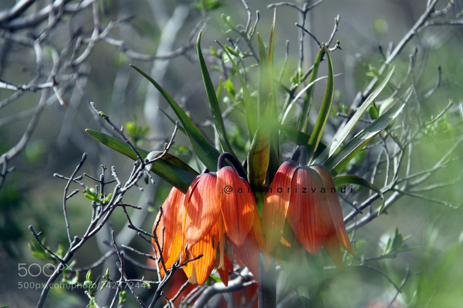 Canon EOS 50D sample photo. My city flowers photography
