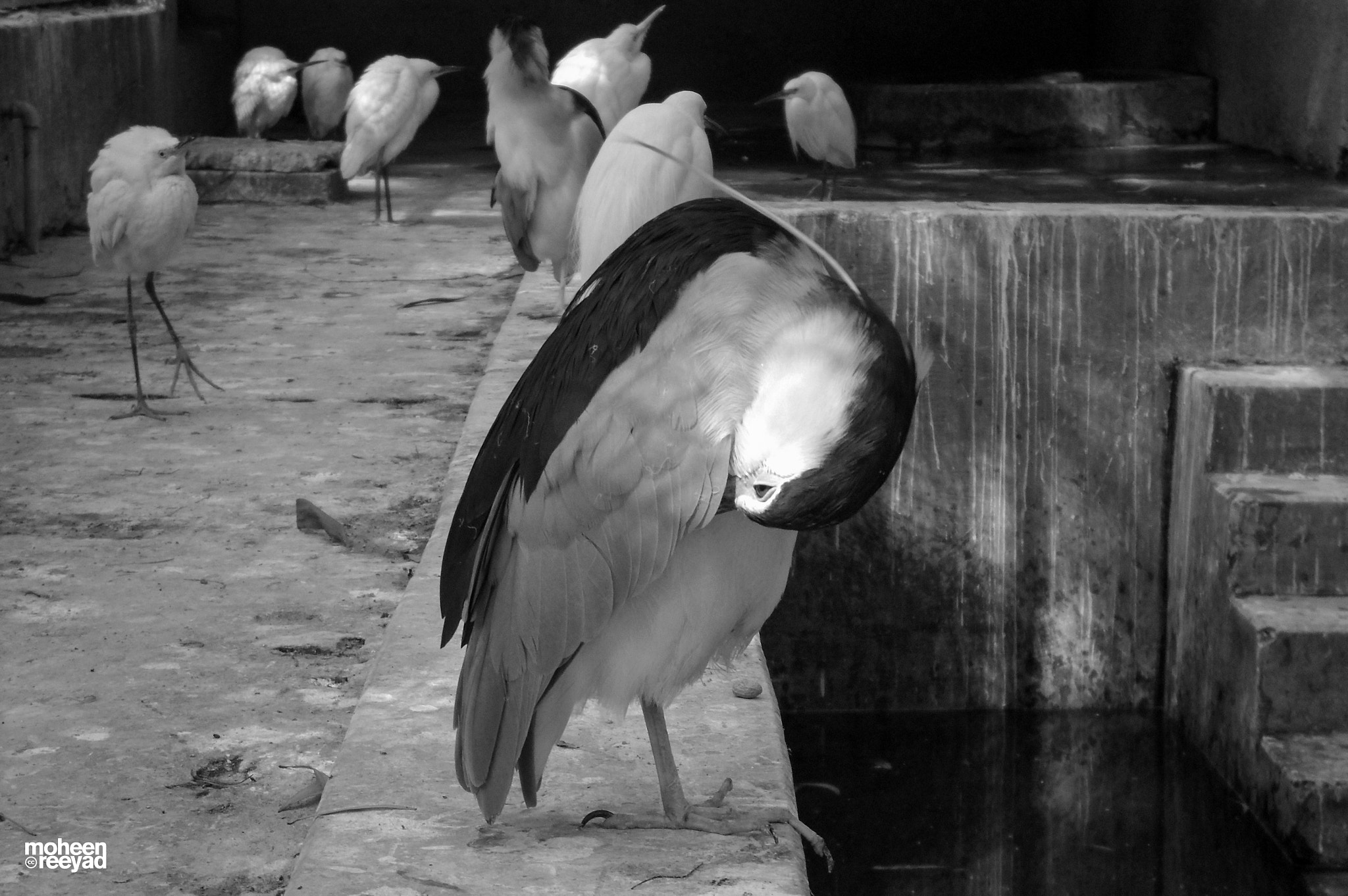 Samsung ES73 / VLUU ES73 /  SL605 sample photo. Ardea cinerea, chittagong zoo photography