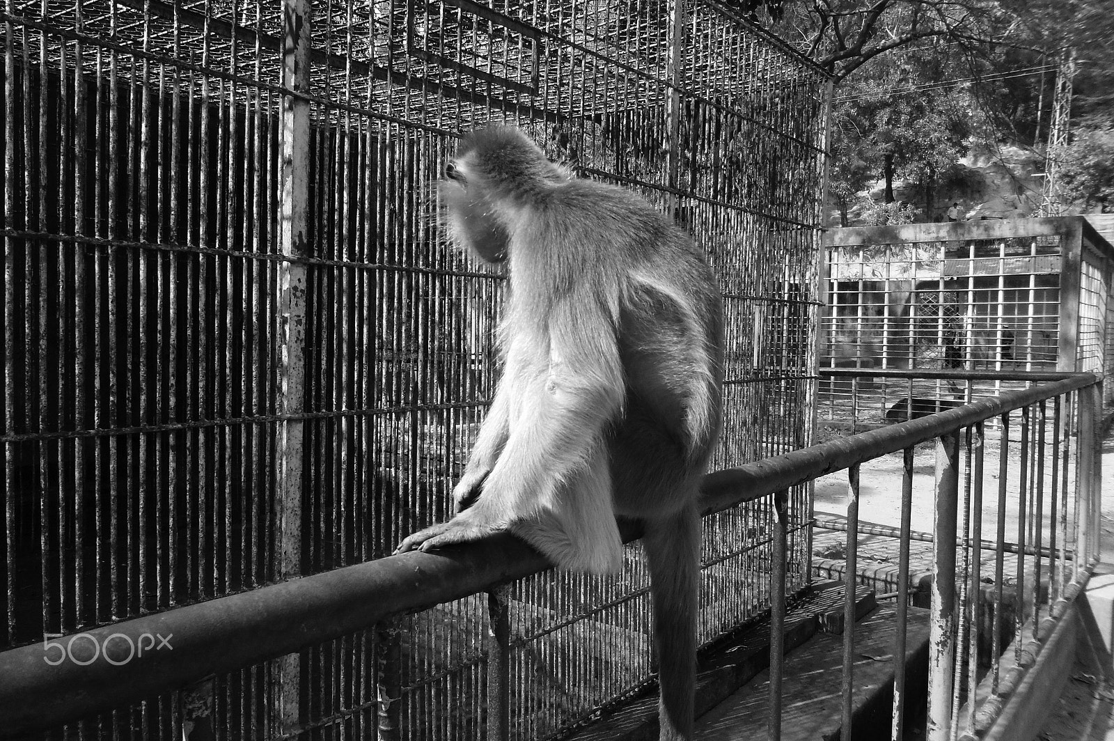 Samsung ES73 / VLUU ES73 /  SL605 sample photo. Asian langur, chittagong zoo photography