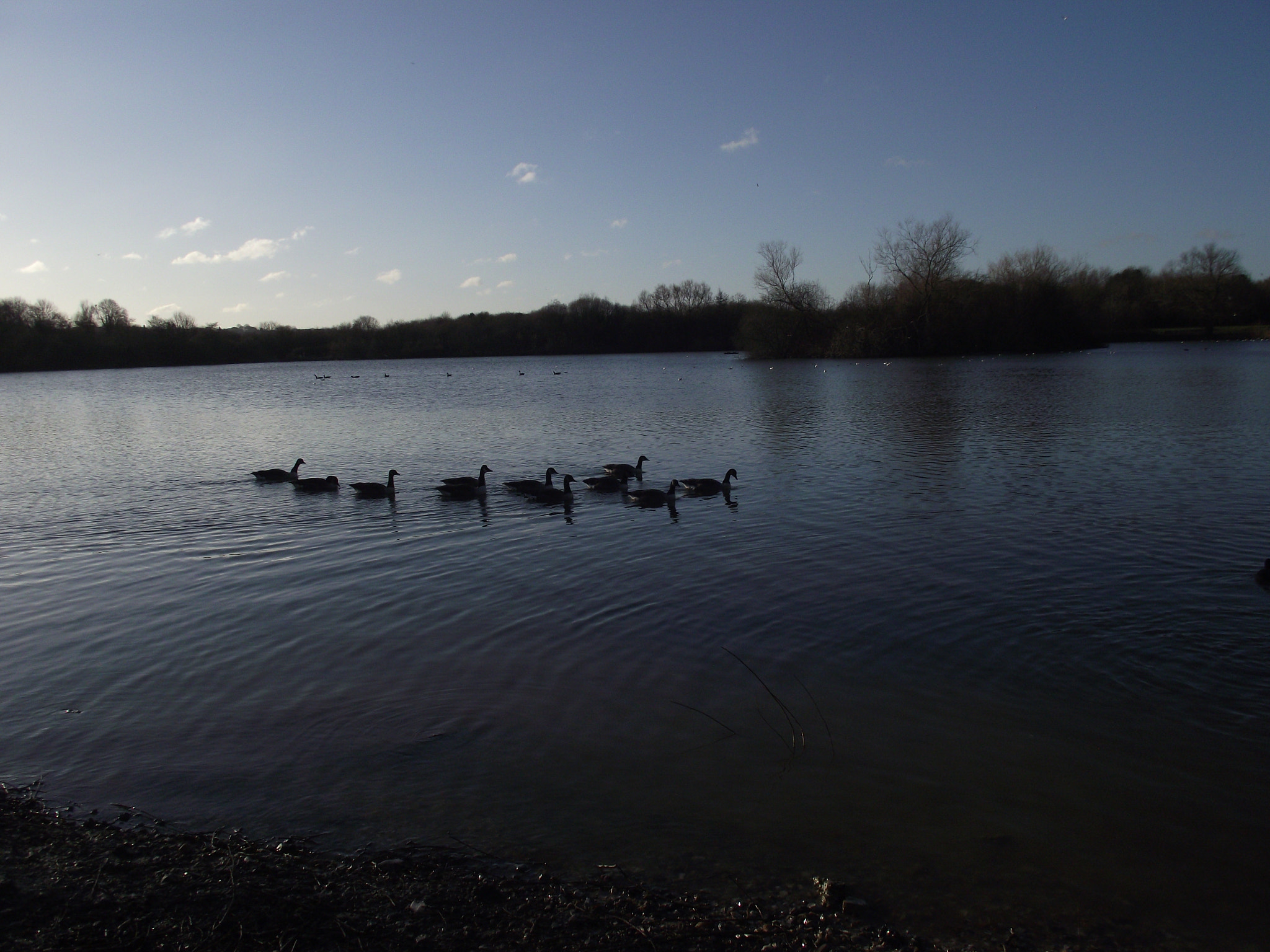 Fujifilm FinePix S1900 sample photo. Ducks on a lake photography
