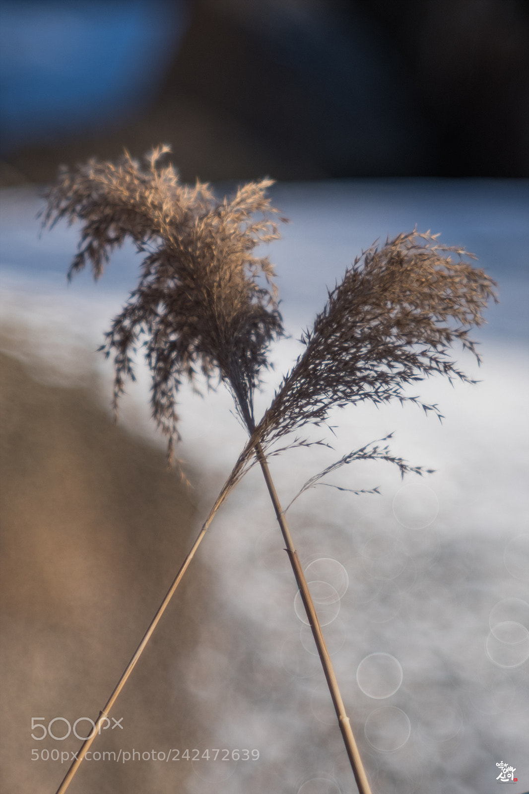 Fujifilm X-T2 sample photo. Miscanthus  photography