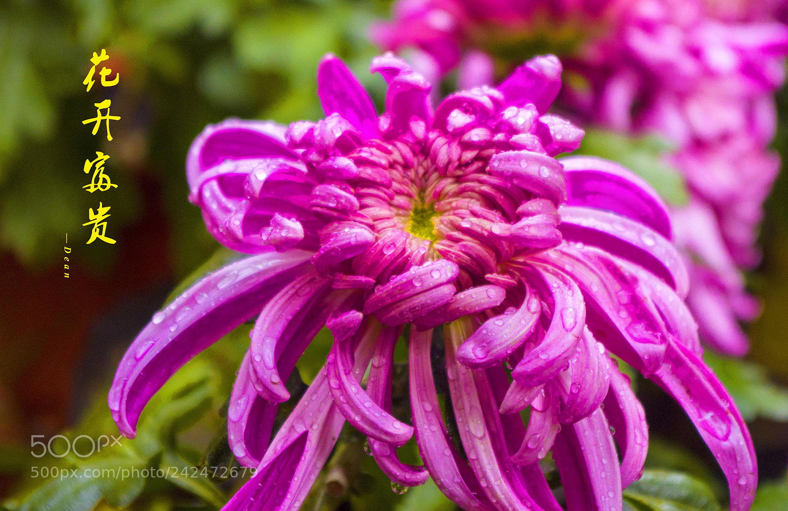 Pentax K-50 sample photo. 花开富贵 photography