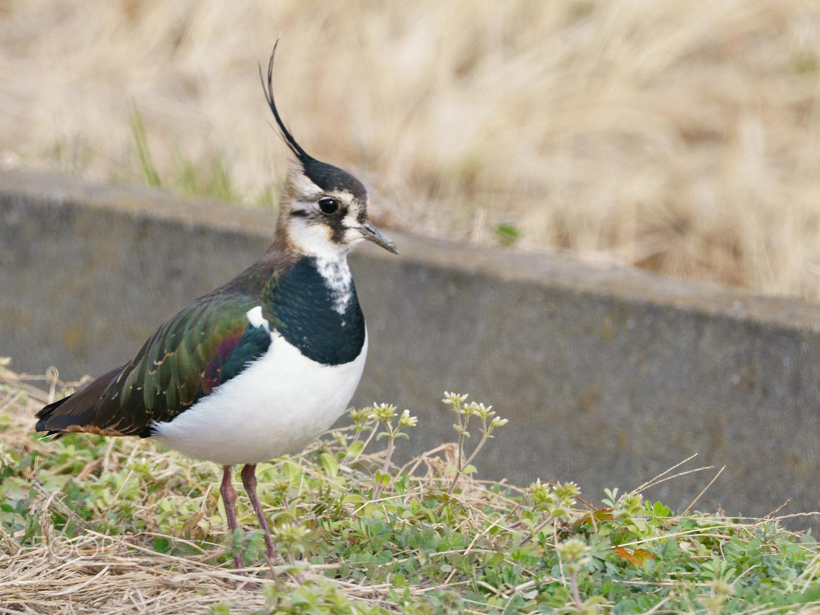 Sony FE 70-300mm F4.5-5.6 G OSS sample photo. Northern lapwing photography