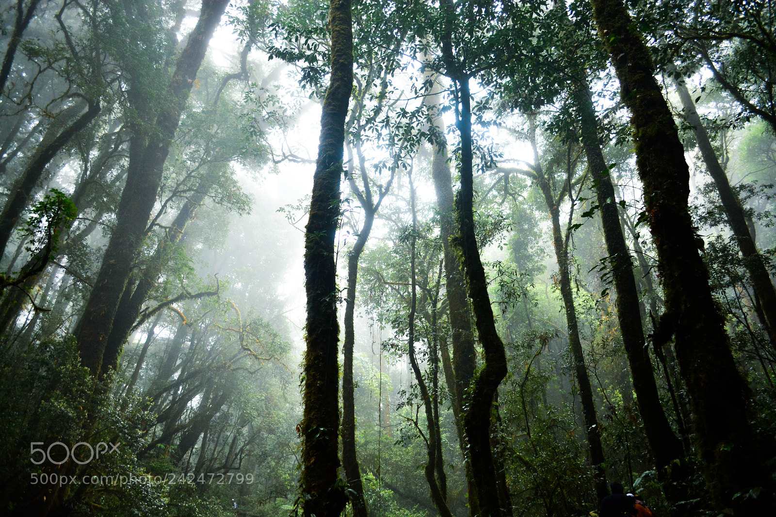 Nikon D7100 sample photo. Forest photography