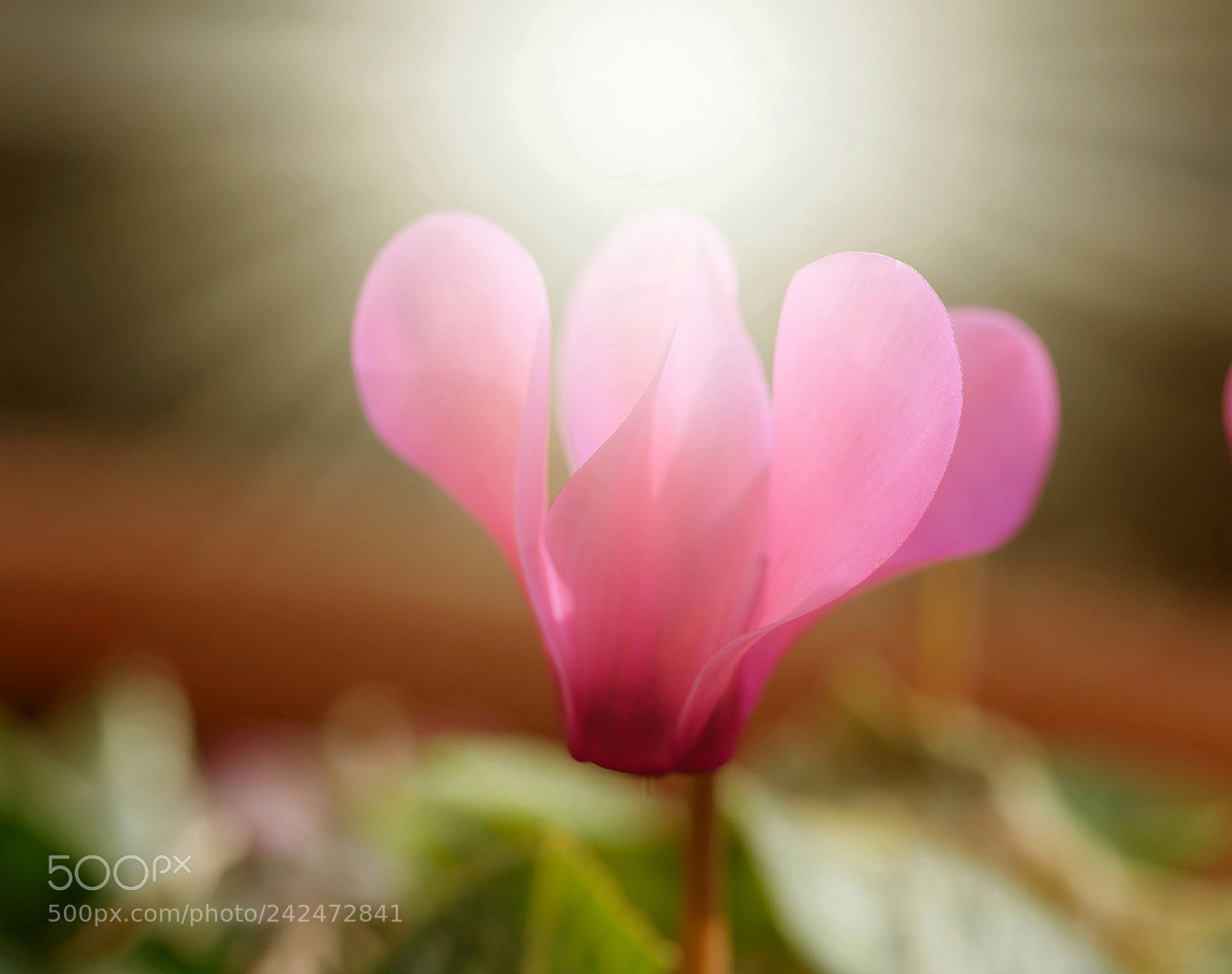 Panasonic Lumix DMC-GX85 (Lumix DMC-GX80 / Lumix DMC-GX7 Mark II) sample photo. L... photography