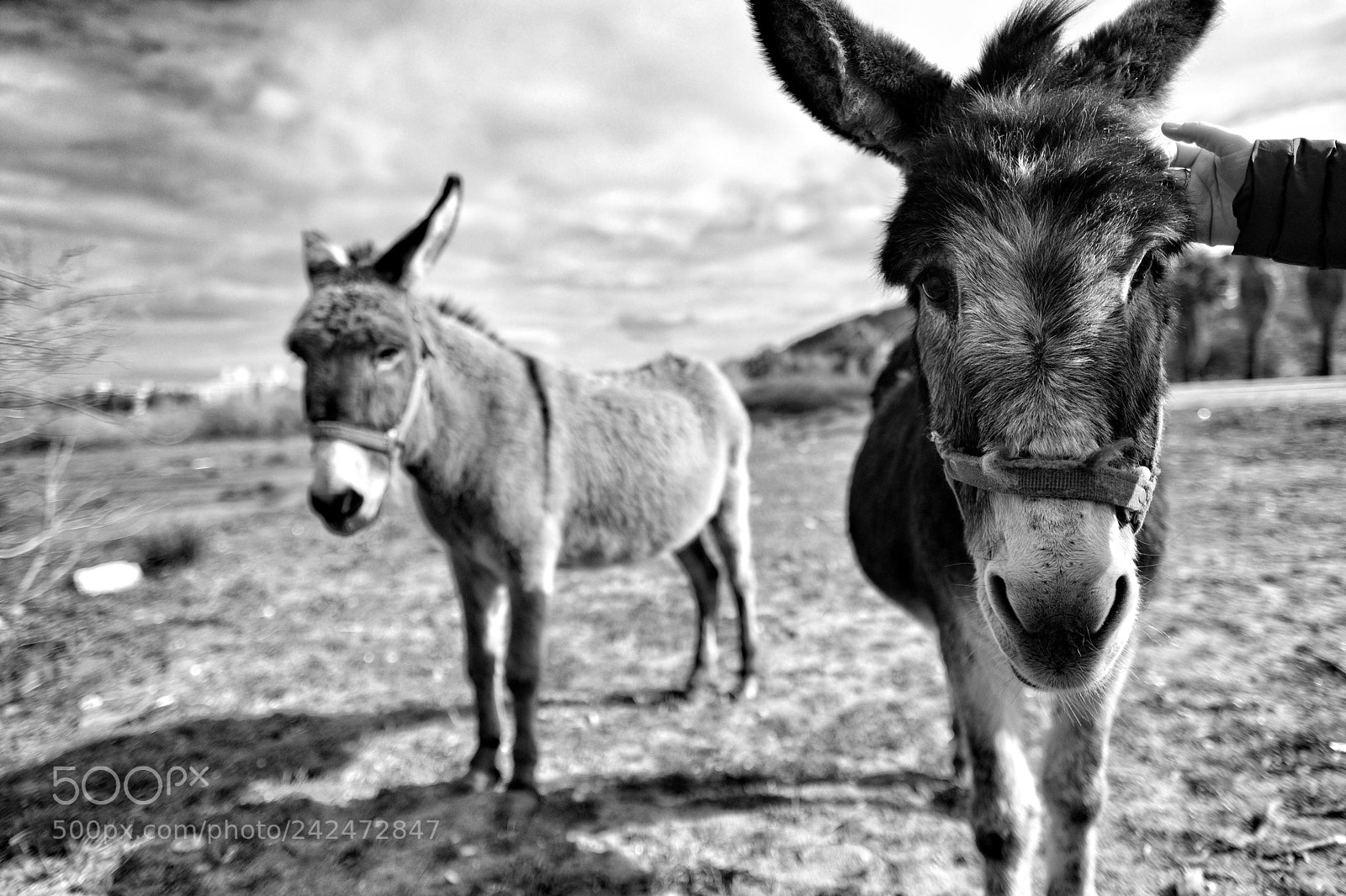 Fujifilm X-T2 sample photo. Untitled photography