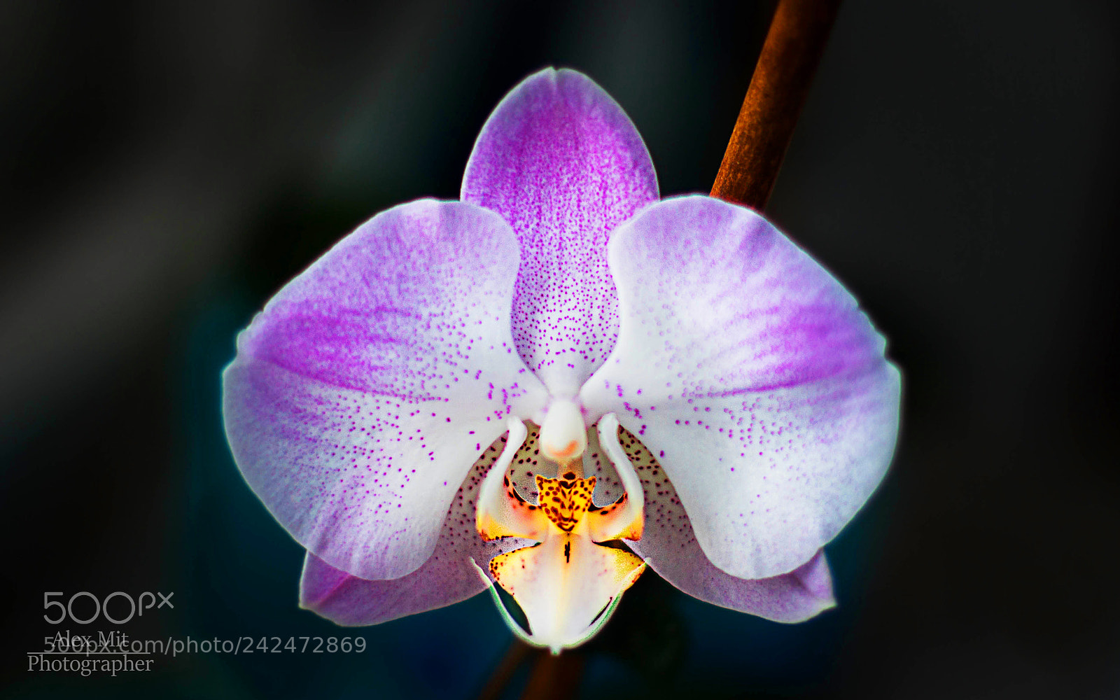 Canon EOS 1000D (EOS Digital Rebel XS / EOS Kiss F) sample photo. Orchid photography