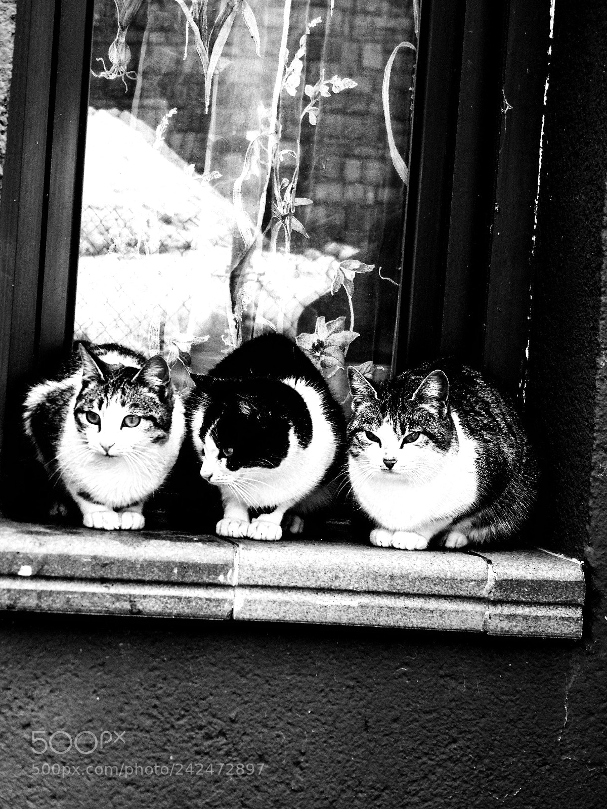 Sony Cyber-shot DSC-H300 sample photo. Cats photography
