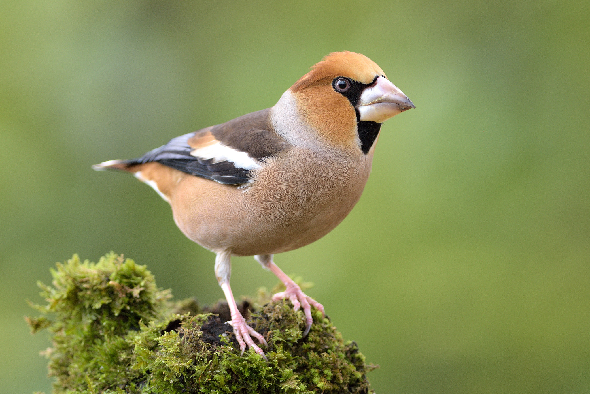 Nikon D7200 + Nikon AF-S Nikkor 300mm F4D ED-IF sample photo. Hawfinch on green photography