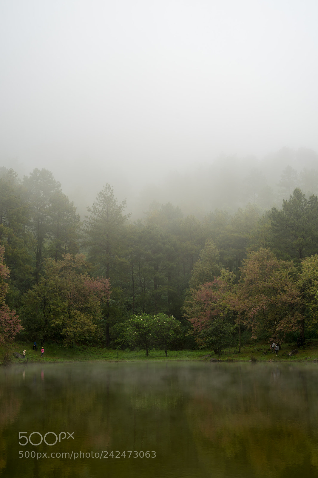 Sony a7 II sample photo. Misty forest photography