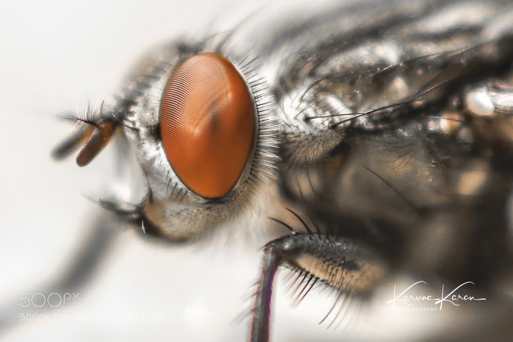 Sony a99 II sample photo. Close-up !! photography