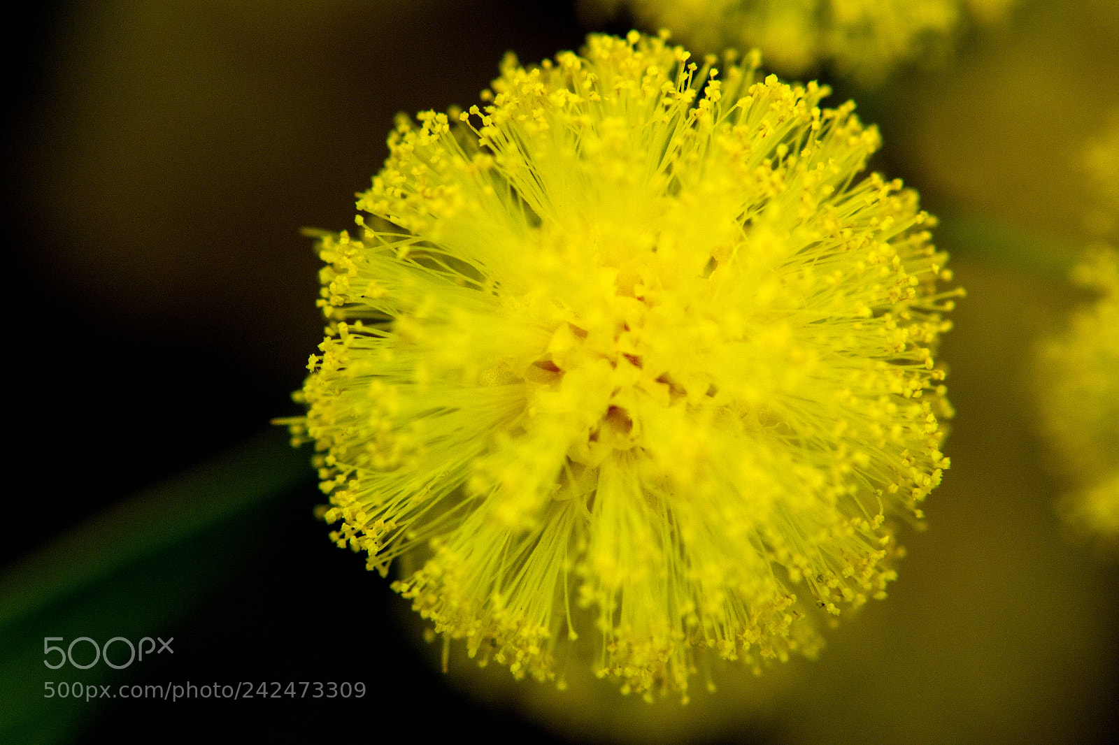 Canon EOS 7D Mark II sample photo. Blütenpollen photography