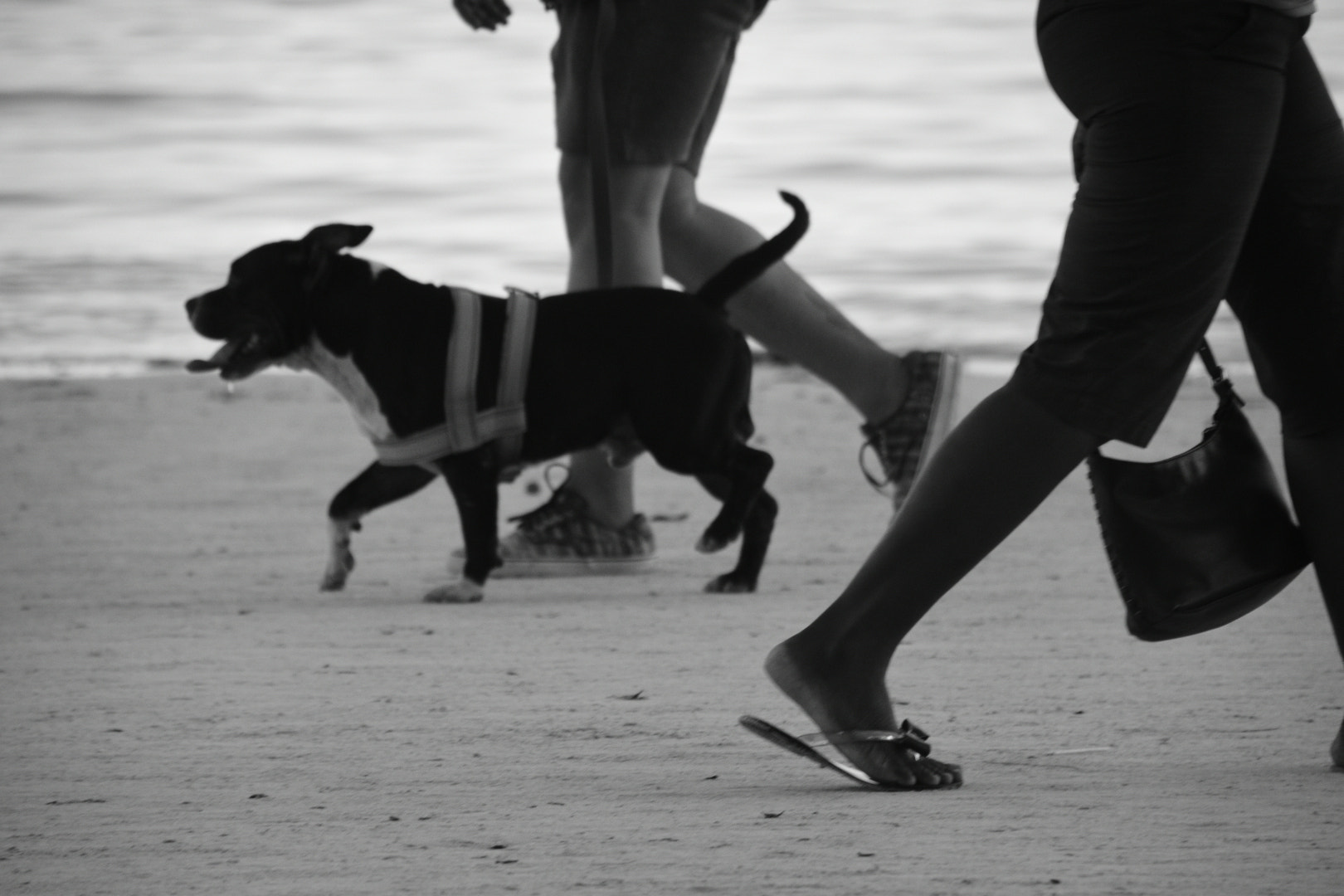 Nikon D7200 sample photo. La playa - el perro photography